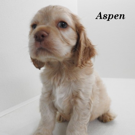 puppy, for, sale, Cocker Spaniel, Joe & Cherri  Overlease, dog, breeder, Miller, MO, dog-breeder, puppy-for-sale, forsale, nearby, find, puppyfind, locator, puppylocator, aca